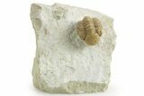 Kainops Trilobite - Black Cat Mountain, Oklahoma #376948-3
